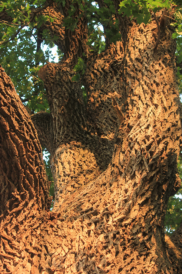 Изображение особи Quercus robur.