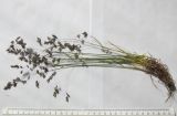 Hyalopoa pontica