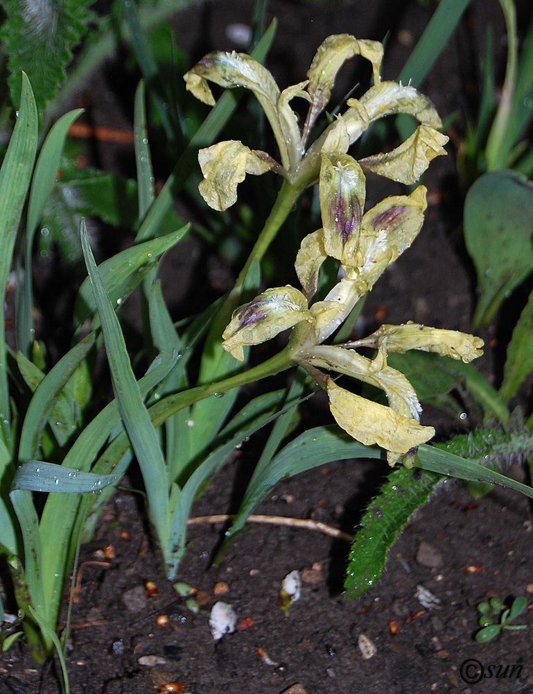 Image of Iris pumila specimen.