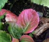 Bergenia crassifolia. Лист в осенней раскраске. Московская обл., Раменский р-н, окр. дер. Хрипань, садовый участок. 17.09.2015.