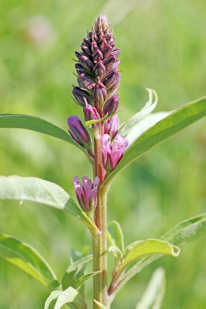 Изображение особи Lysimachia dubia.