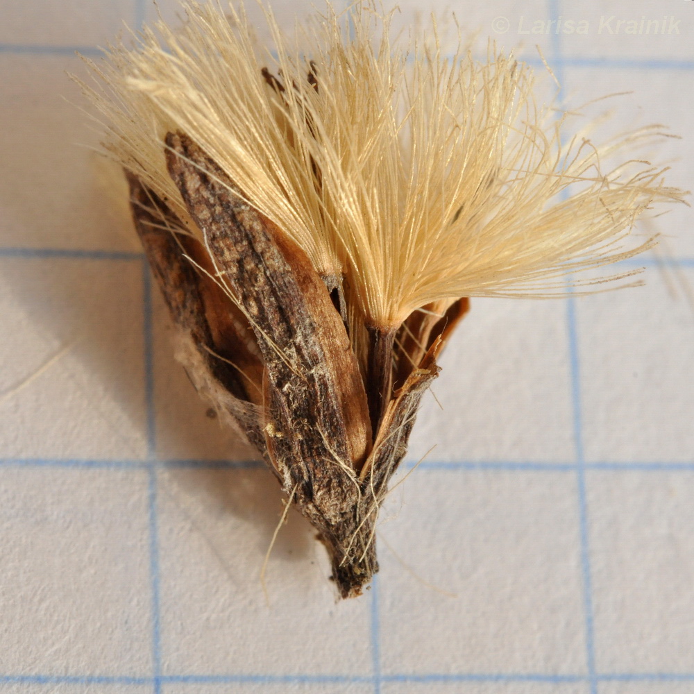 Image of Syneilesis aconitifolia specimen.
