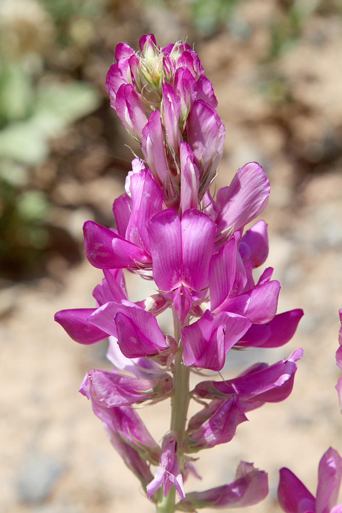 Image of Hedysarum drobovii specimen.