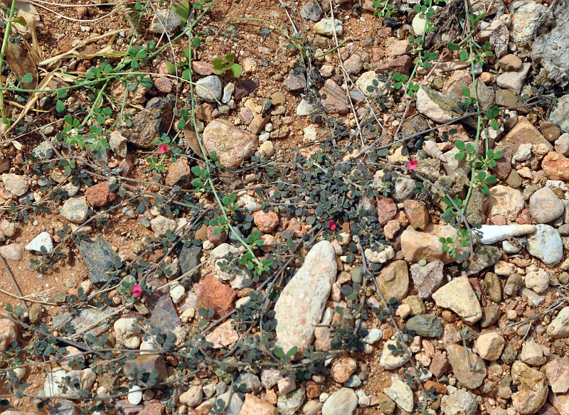 Image of Indigofera nephrocarpa specimen.