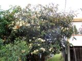 Inga edulis