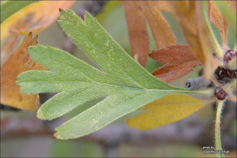 Image of Crataegus pojarkovae specimen.