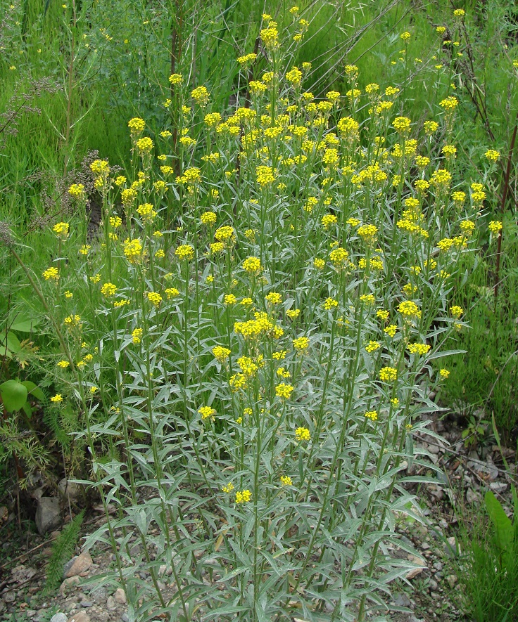 Image of Erysimum cheiranthoides specimen.