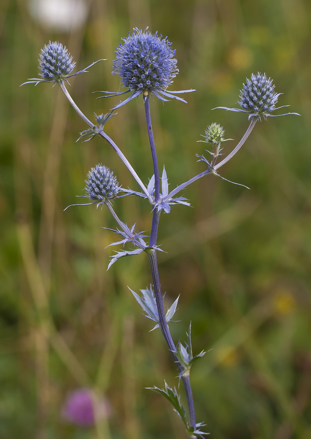 Изображение особи Eryngium planum.