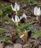 Erythronium caucasicum. Цветущие растения. Москва, Ботанический сад МГУ. 25.04.2013.