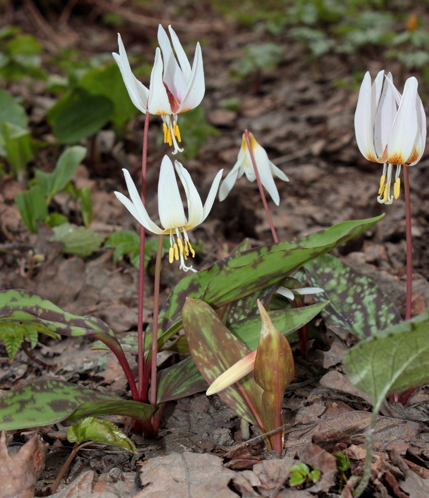 Image of Erythronium caucasicum specimen.