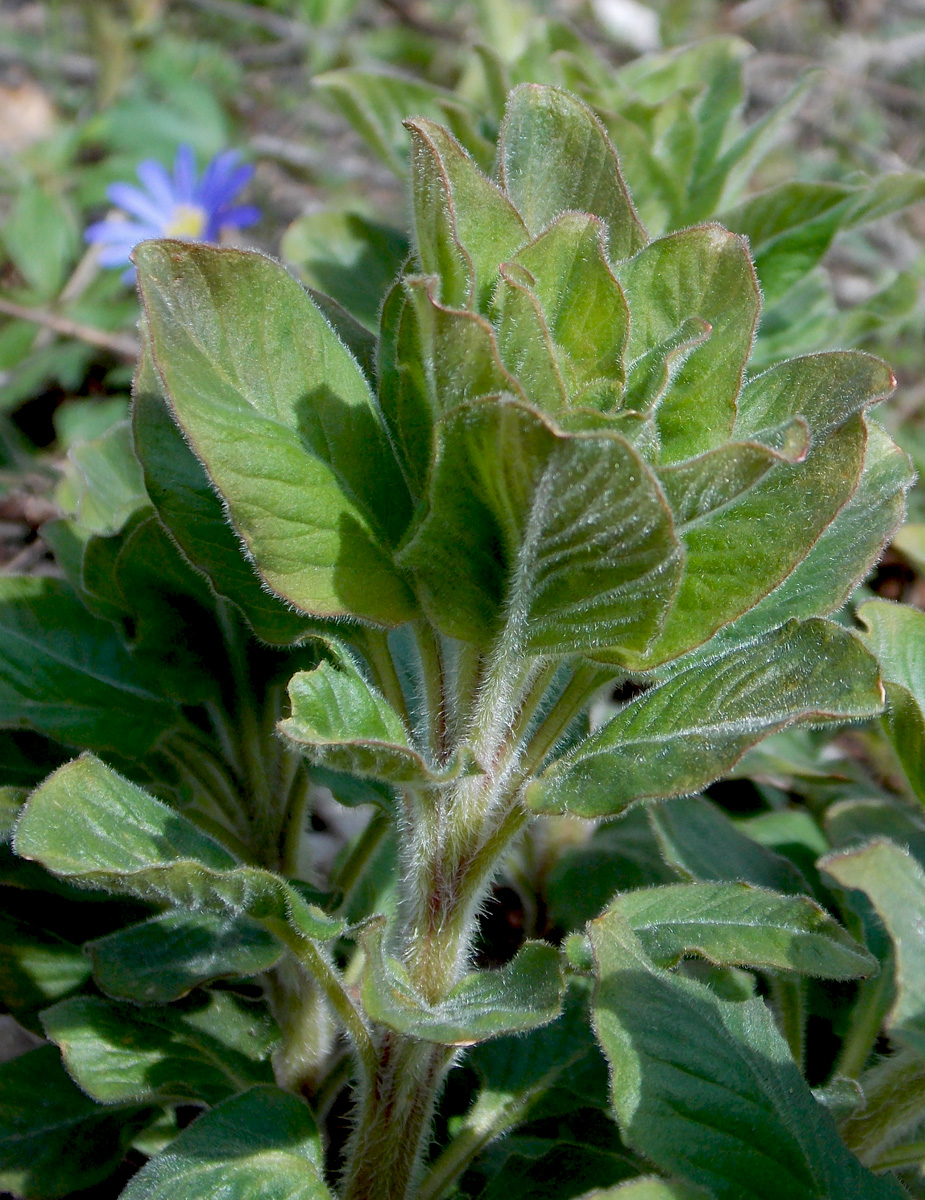 Изображение особи Lysimachia verticillaris.