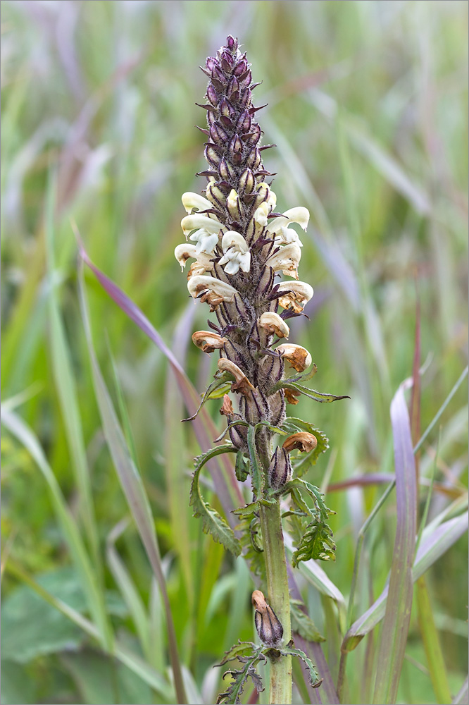 Изображение особи Pedicularis uralensis.