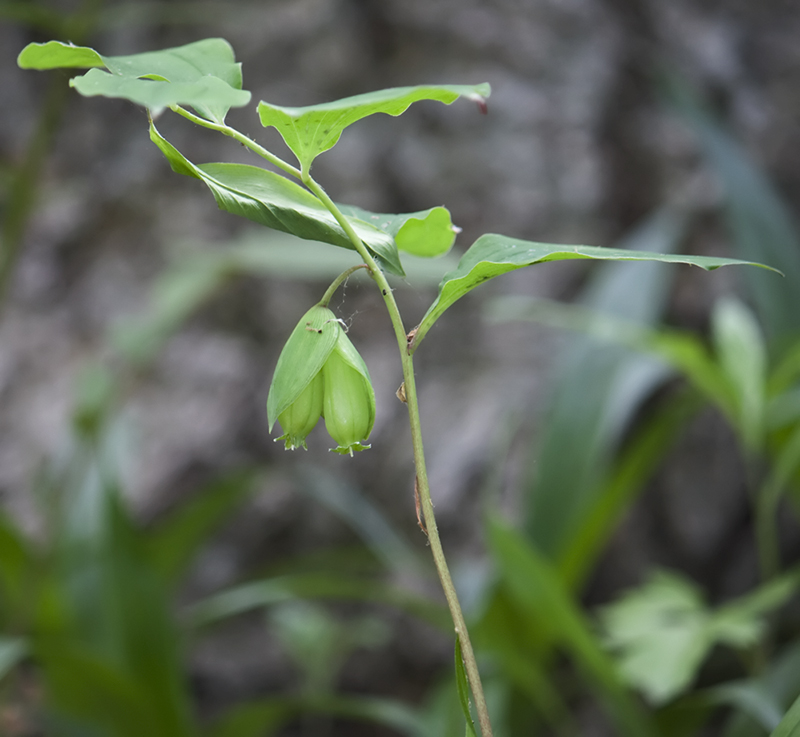 Image of Polygonatum involucratum specimen.