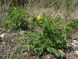 Chelidonium majus