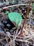 Pyrola chlorantha