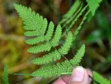 Gymnocarpium dryopteris