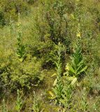 Verbascum phlomoides