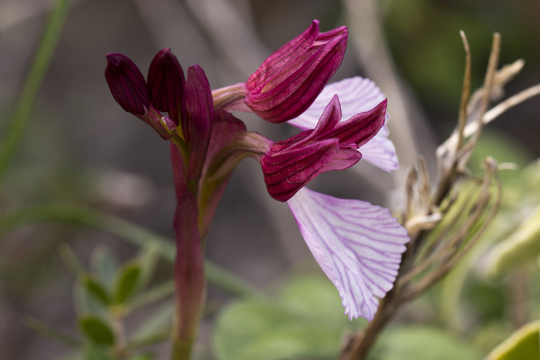 Изображение особи Anacamptis papilionacea.