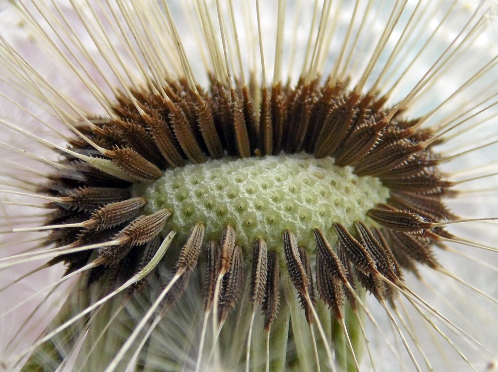 Image of genus Taraxacum specimen.