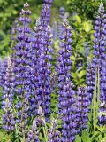 Lupinus polyphyllus. Соцветия. Ленинградская обл., г. Волхов, вдоль ж. д. в р-не пл. 119 км. 09.06.2013.