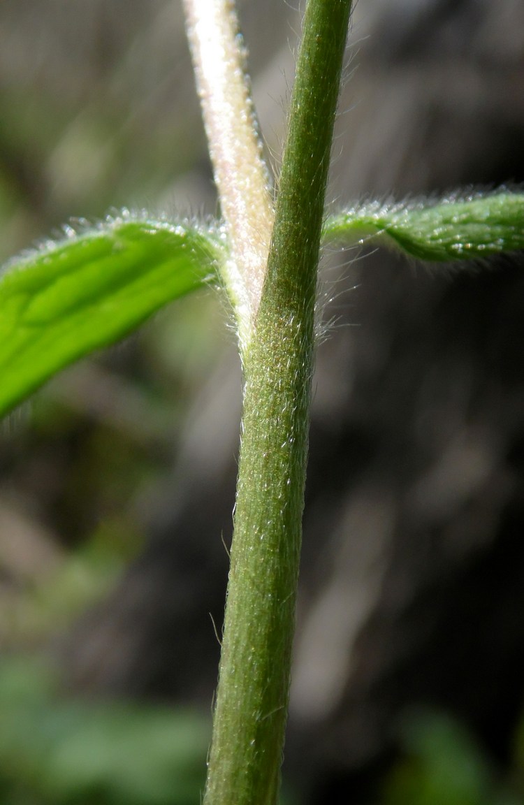 Image of Ranunculus constantinopolitanus specimen.