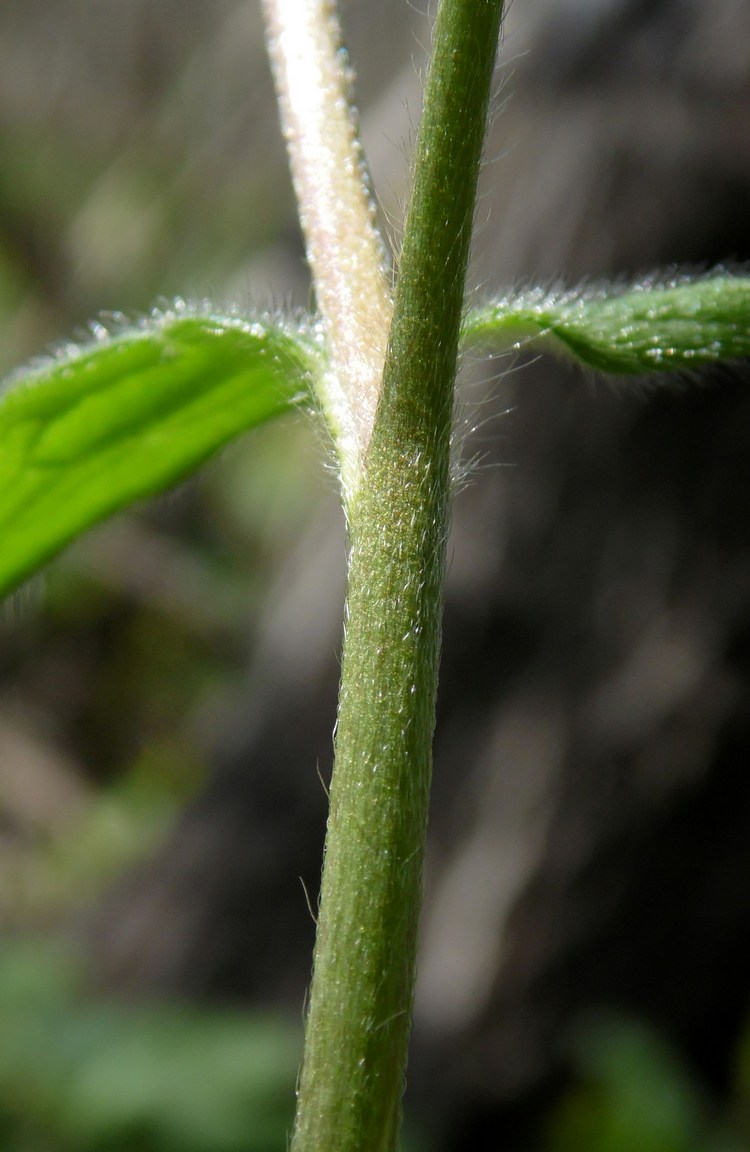 Изображение особи Ranunculus constantinopolitanus.