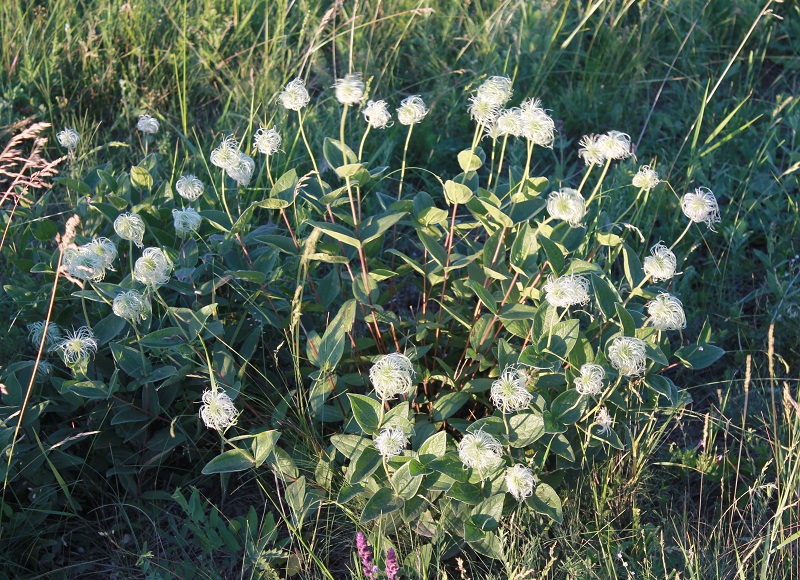 Изображение особи Clematis integrifolia.