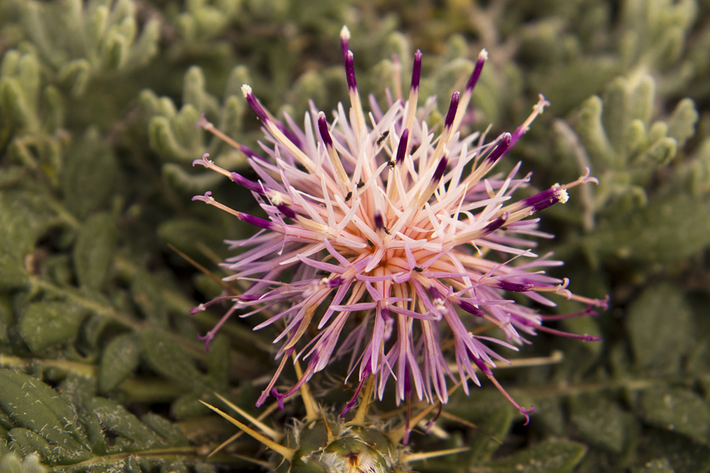 Image of Centaurea raphanina ssp. mixta specimen.