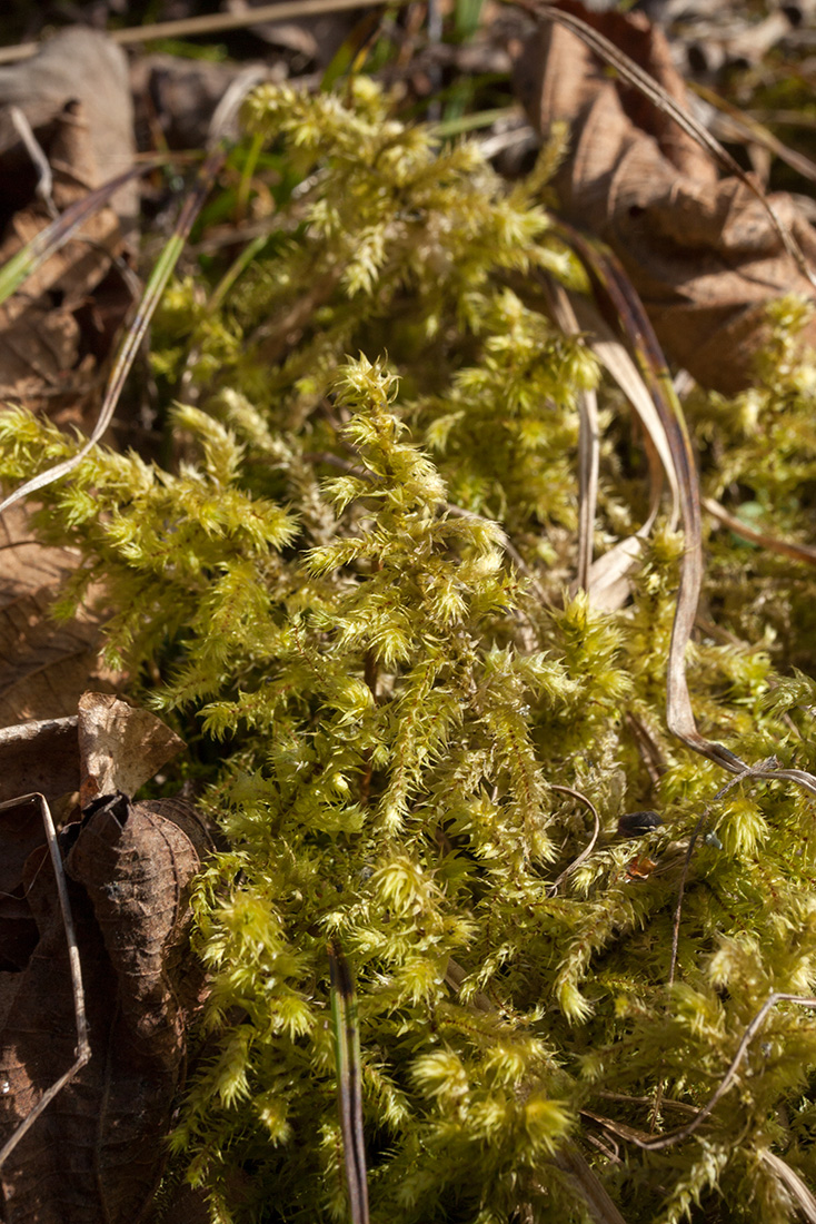 Изображение особи Rhytidiadelphus triquetrus.