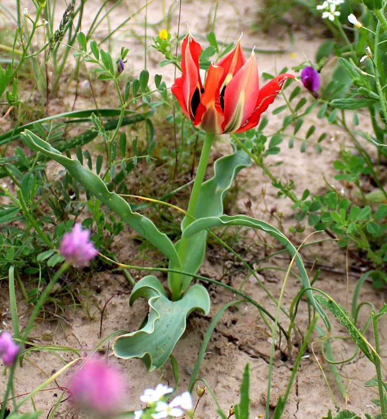 Image of Tulipa hoogiana specimen.