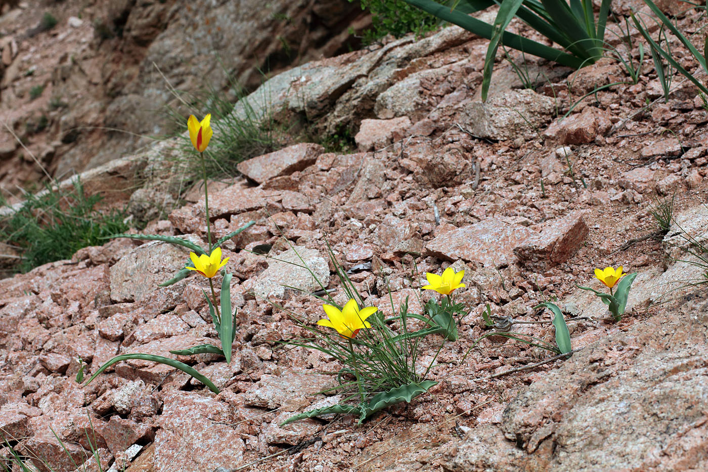 Изображение особи Tulipa dubia.