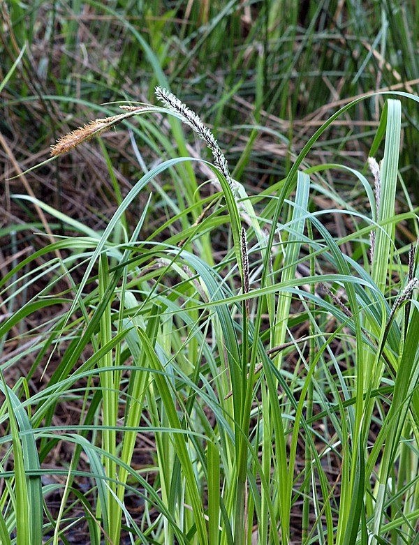 Image of Carex acuta specimen.