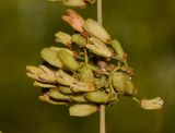 Catha edulis