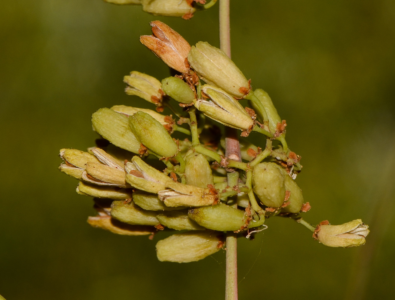 Изображение особи Catha edulis.