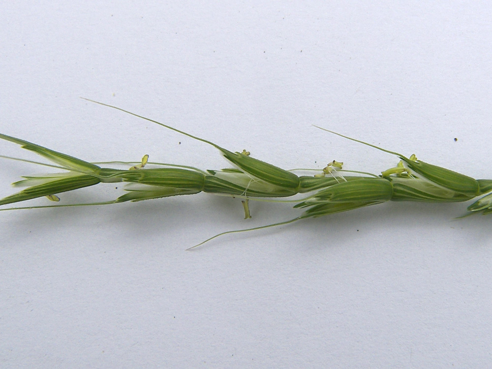 Image of Aegilops cylindrica specimen.