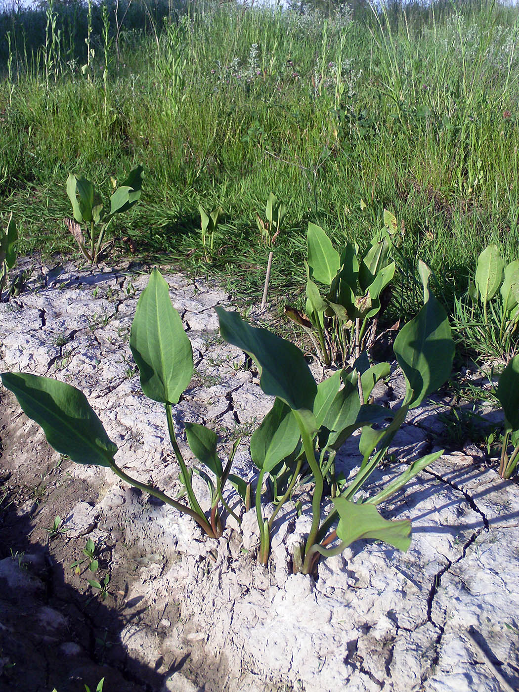 Image of Alisma plantago-aquatica specimen.