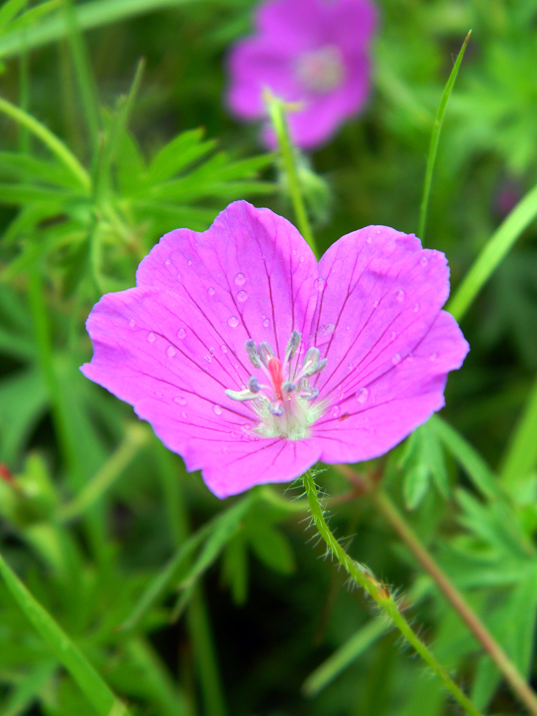 Image of Geranium sanguineum specimen.