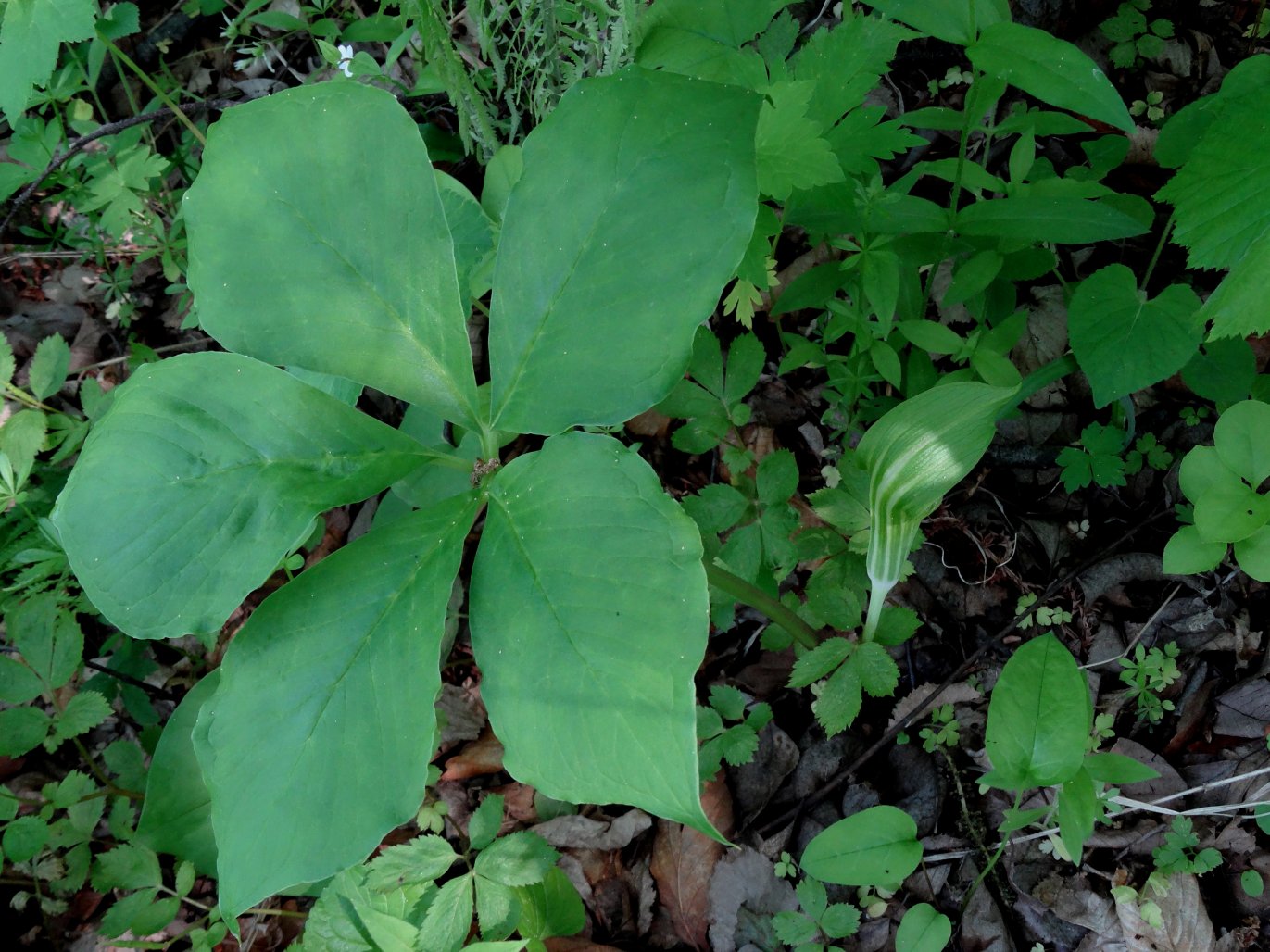 Изображение особи Arisaema amurense.