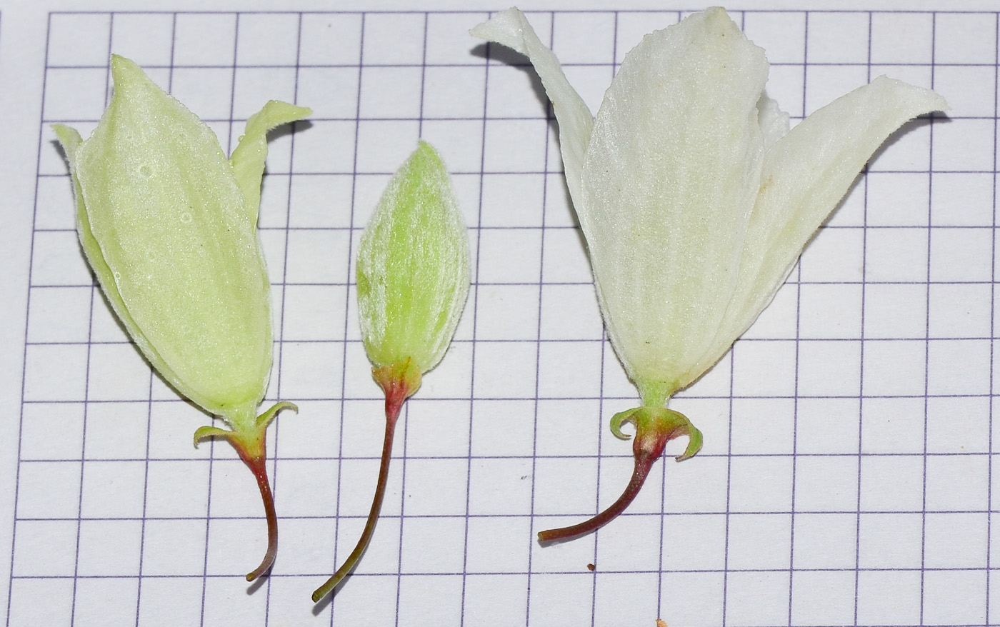 Image of Clematis cirrhosa specimen.