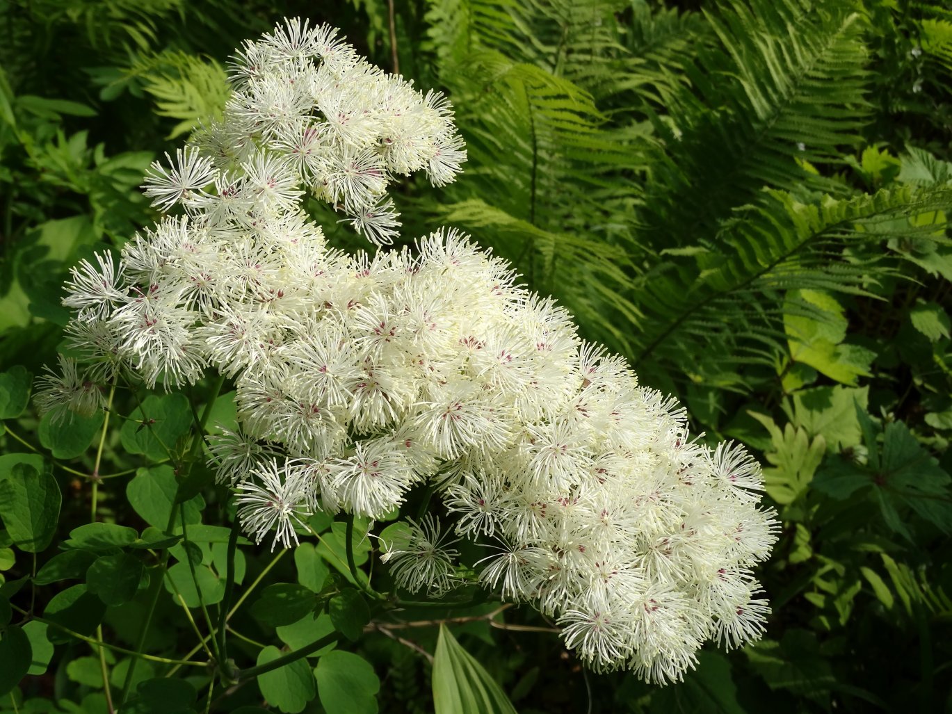 Изображение особи Thalictrum contortum.