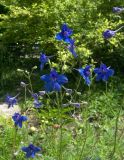 Delphinium tatsienense