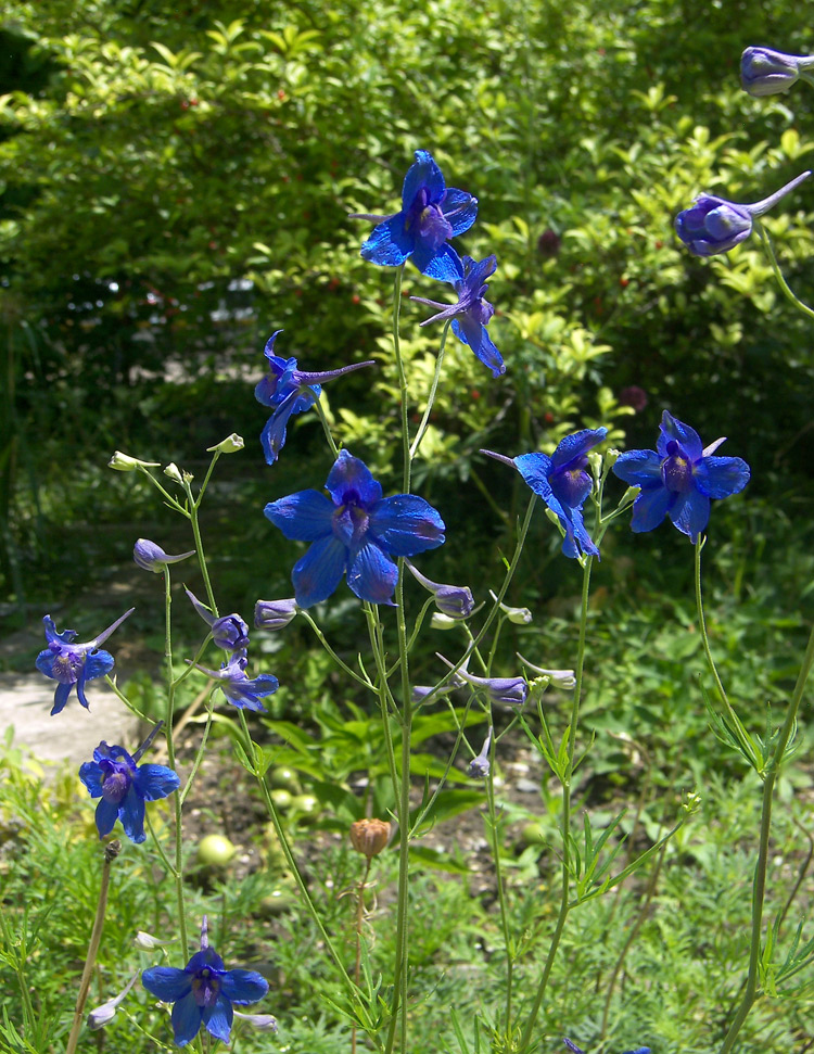 Image of Delphinium tatsienense specimen.