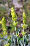 Sideritis catillaris