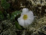 Callianthemum sajanense