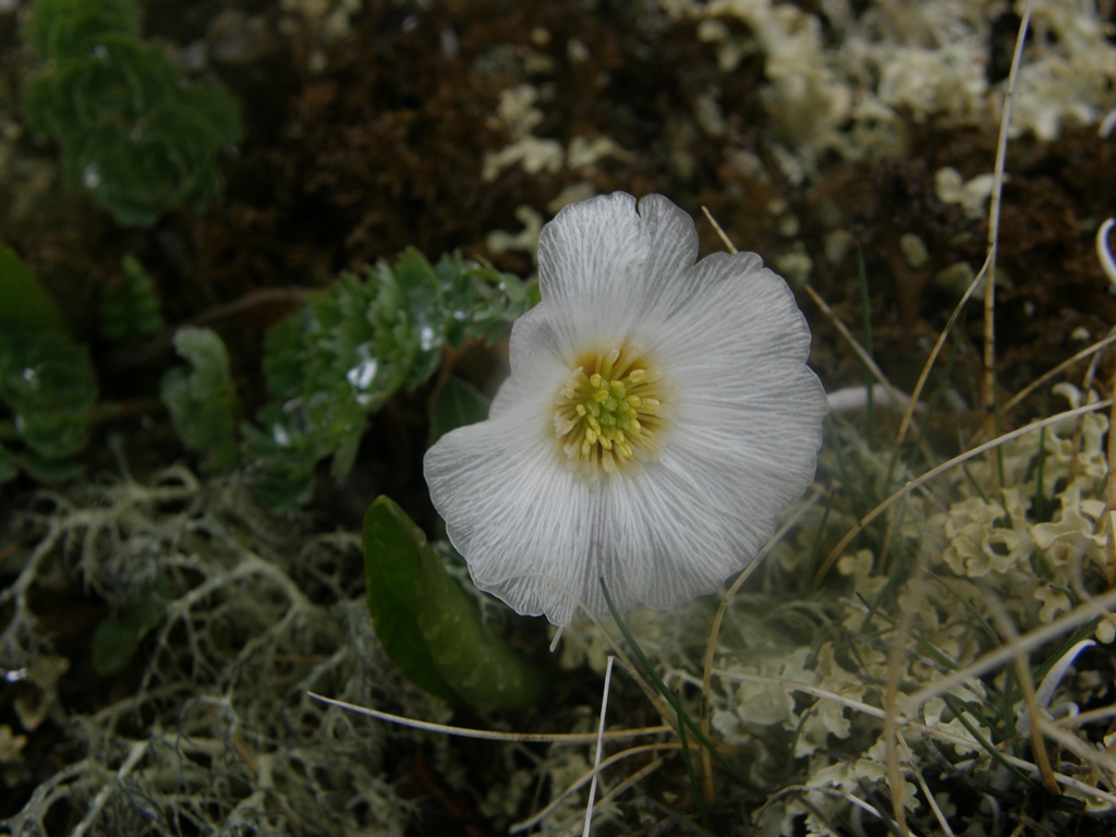 Image of Callianthemum sajanense specimen.