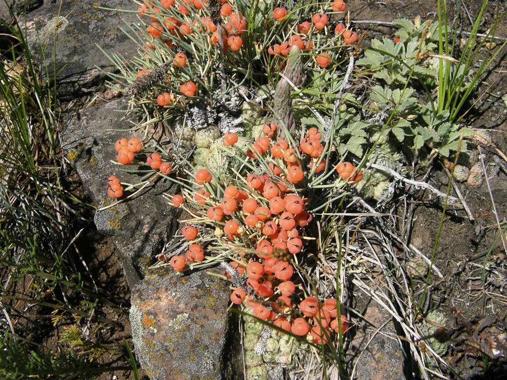 Изображение особи Ephedra dahurica.