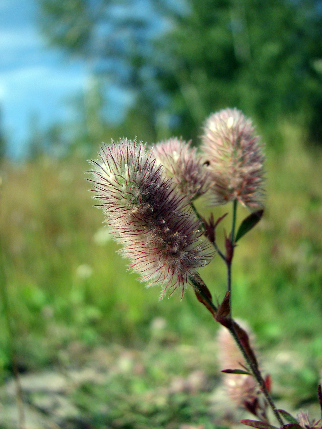 Изображение особи Trifolium arvense.