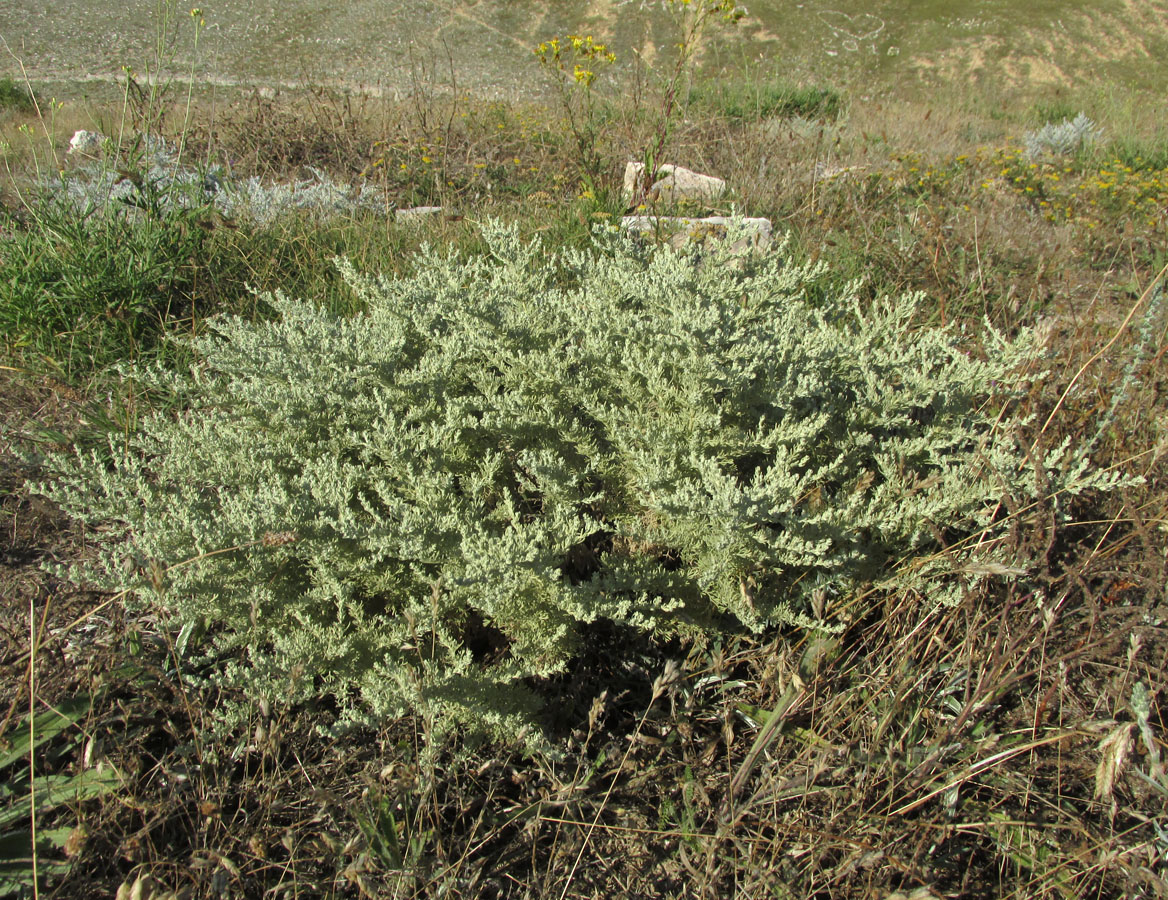 Image of Artemisia dzevanovskyi specimen.