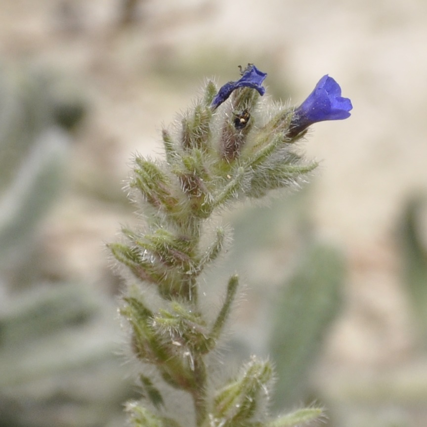 Image of Alkanna tinctoria specimen.