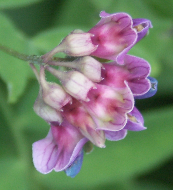 Image of Lathyrus niger specimen.